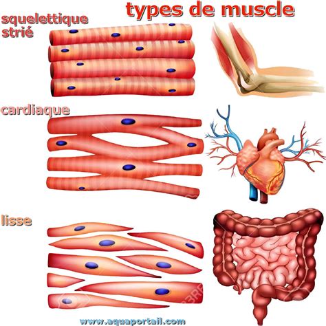 différents types de muscles.